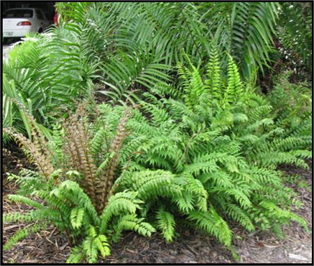 Cycad Garden