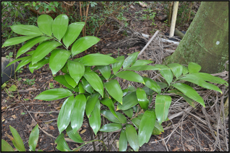 Zamia splendens