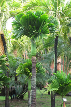 Areca catechu