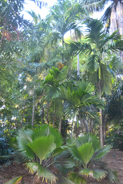 Areca catechu var. alba