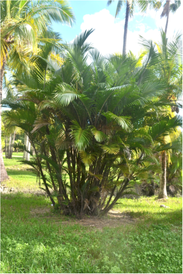 Bactris major