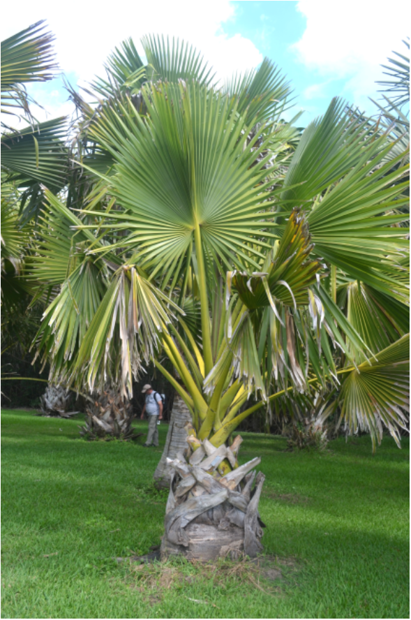 Borassus madagascariensis