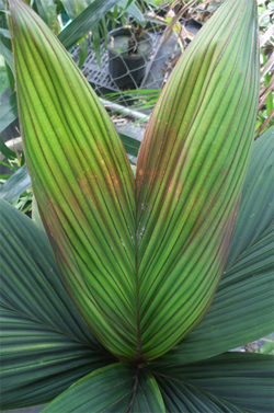 Calyptrocalyx leptostachys