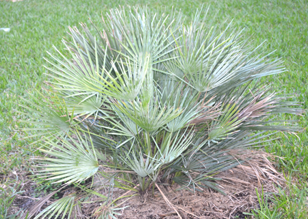 Chamaerops humilis var. cerifera