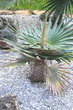 Coccothrinax borhidiana