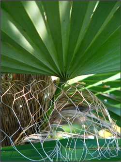 Coccothrinax borhidiana 