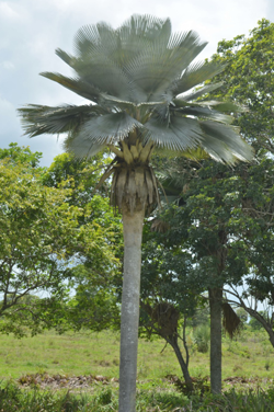 Copernicia baileyana