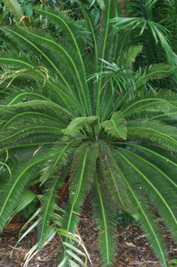 Dioon merolae