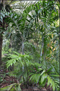 Dypsis lanceolata