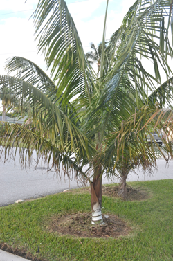 Dypsis leptocheilos