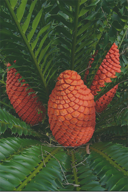 Encephalartos ferox