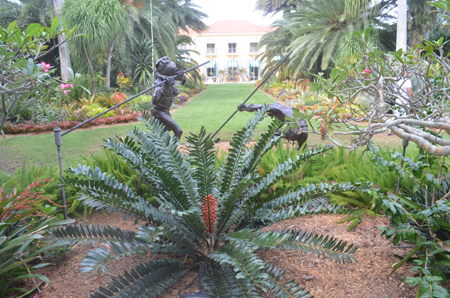 Encephalartos ferox