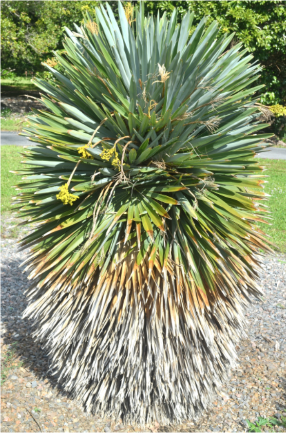 Hemithrinax ekmaniana