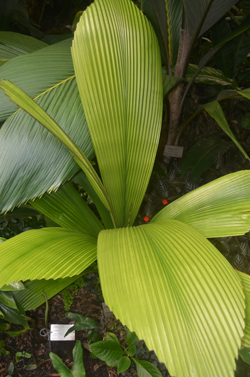 Johannesteijsmannia perakensis