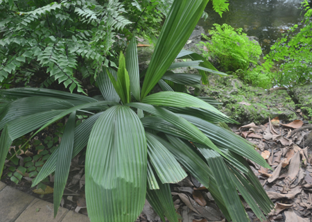 Licuala beccariana