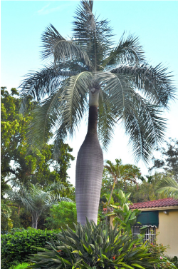 Pseudophoenix vinifera