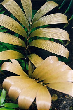 Zamia dressleri