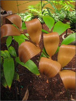 Zamia imperialis