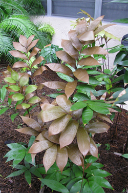 Zamia purpurea